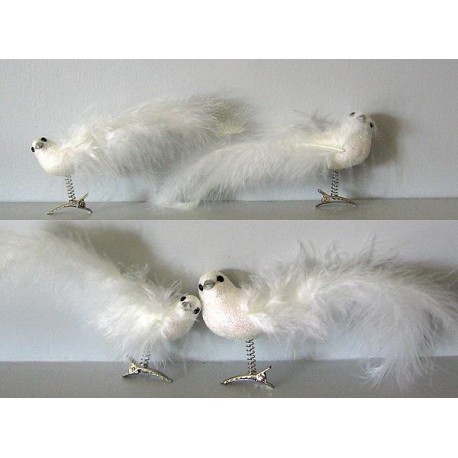 Oiseaux irisés avec duvet