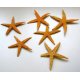 Etoiles de mer