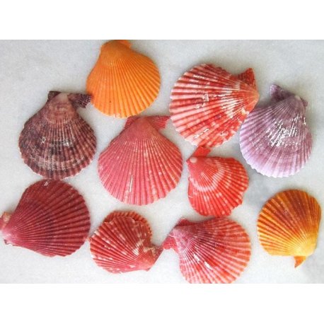 Coquilles st jacques de couleurs