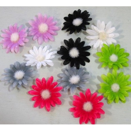 Marguerites diverses