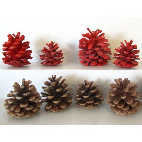 Pignes de pin ouvertes