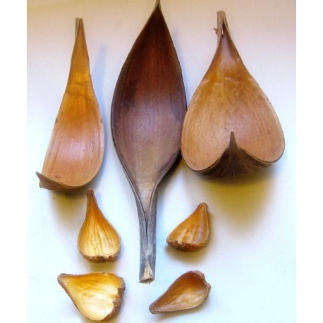 Feuilles barques naturelles