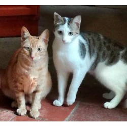 Imprimer sur gâteau