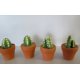 MINIS POTS CACTUS