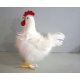 poule