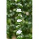 Guirlande Petites roses blanches