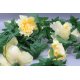 Guirlande Pivoines Jaunes 240 cms