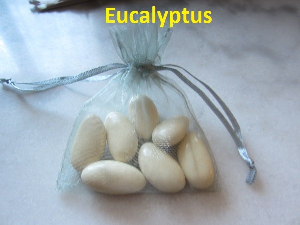 Eucalyptus organdi